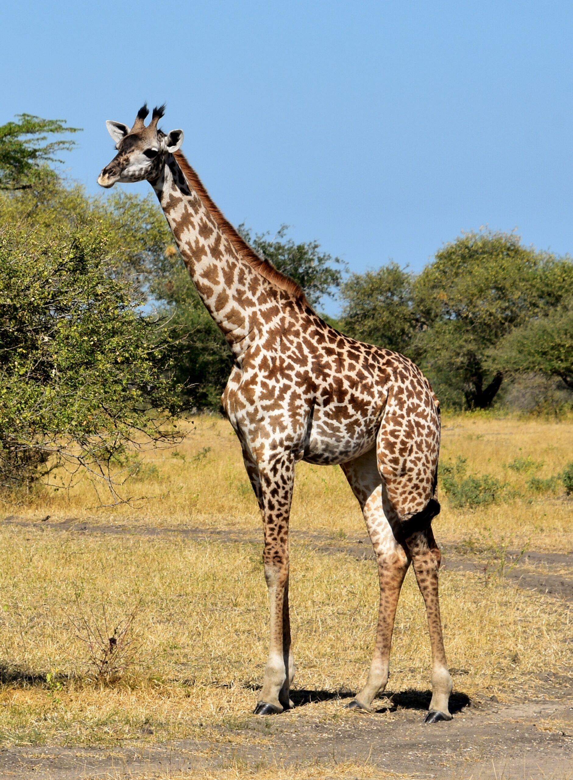 Giraffe_in_Selous_Game_Reserve_9_29049301195_crop.jpg